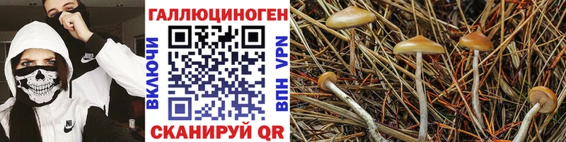 МЕГА ссылки  дарнет шоп  Тюмень  Галлюциногенные грибы Psilocybine cubensis 